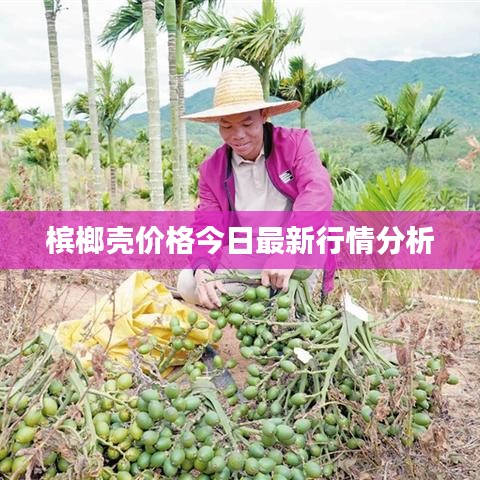 槟榔壳价格今日最新行情分析