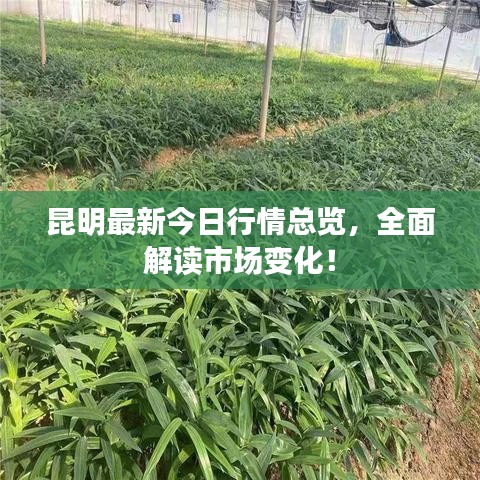 昆明最新今日行情总览，全面解读市场变化！