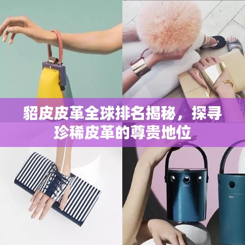 貂皮皮革全球排名揭秘，探寻珍稀皮革的尊贵地位
