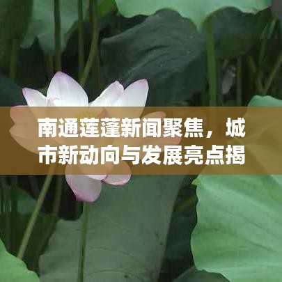 南通莲蓬新闻聚焦，城市新动向与发展亮点揭秘