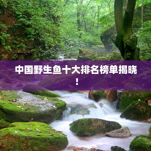 中国野生鱼十大排名榜单揭晓！