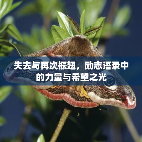 失去与再次振翅，励志语录中的力量与希望之光