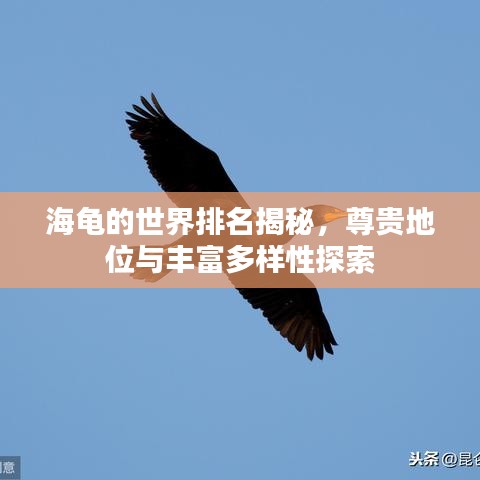 海龟的世界排名揭秘，尊贵地位与丰富多样性探索