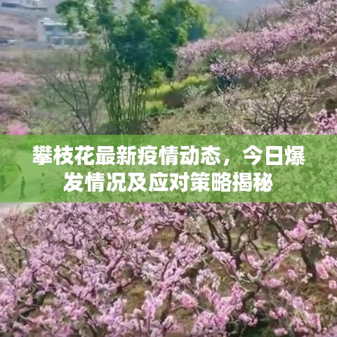 攀枝花最新疫情动态，今日爆发情况及应对策略揭秘