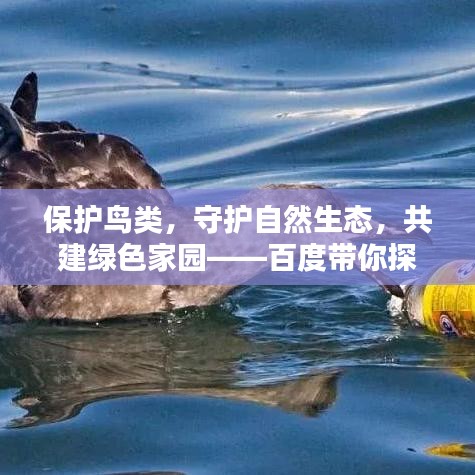 保护鸟类，守护自然生态，共建绿色家园——百度带你探寻鸟类保护的意义