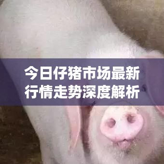 今日仔猪市场最新行情走势深度解析