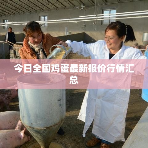 今日全国鸡蛋最新报价行情汇总
