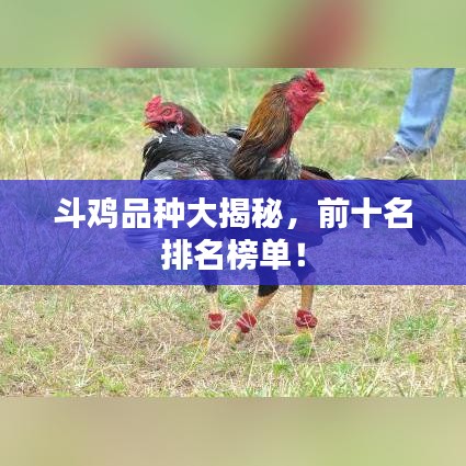 斗鸡品种大揭秘，前十名排名榜单！