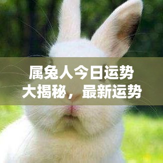属兔人今日运势大揭秘，最新运势播报！