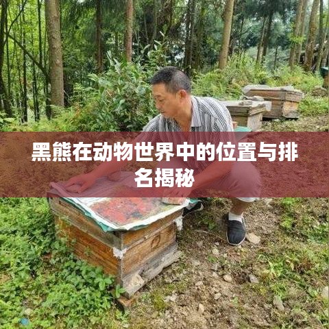 黑熊在动物世界中的位置与排名揭秘