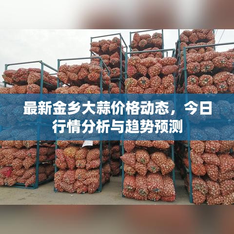最新金乡大蒜价格动态，今日行情分析与趋势预测