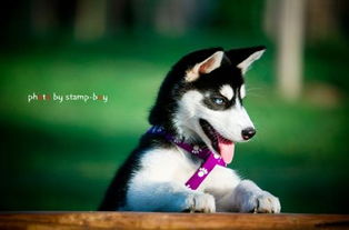 哈士奇插件官方下载与恋战激活码购买，精细化分析说明_限量款_v6.954