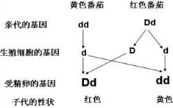 番茄黄官方下载或迅雷最好的版本,版本演进简史与功能概览